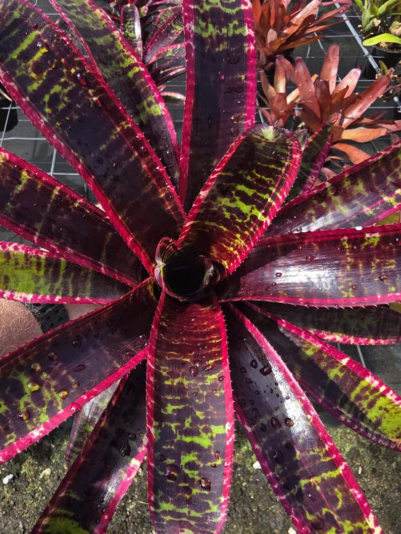 Live Bromeliad Plant - Neoregelia Lucifer - Outdoor Grown - Tropical Houseplant - Pest Inspected - Florida Grown