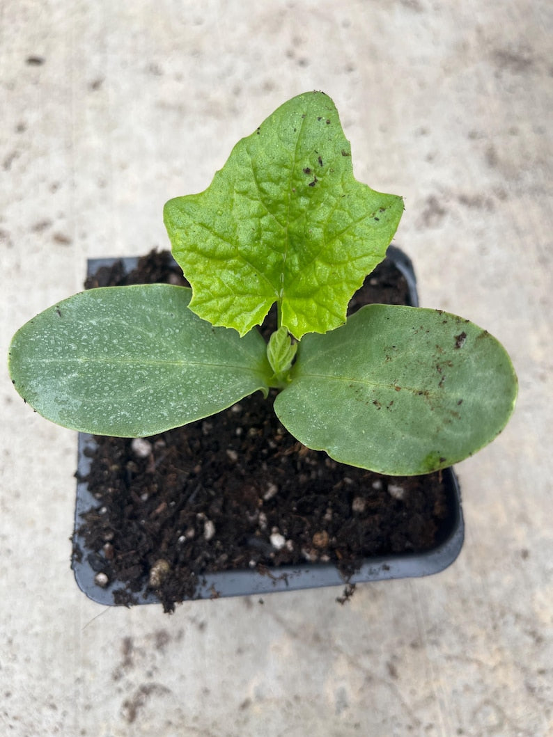 Ridge Gourd Luffa Plant in 4" Pot - Organic Loofah Vegetable (Luffa aegyptiaca) for Edible Use & Natural Scrubbing Sponge