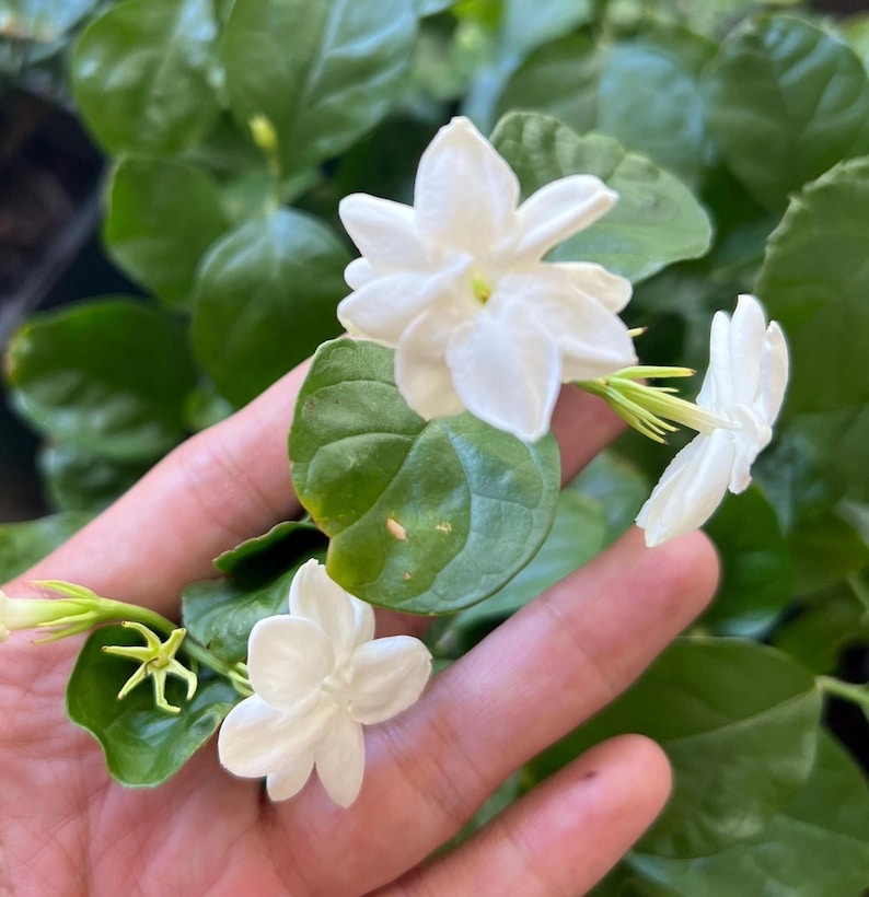 Jasmine Sambac Plant 9"-14" - Fragrant Flowering Jasmine (Jasminum sambac)