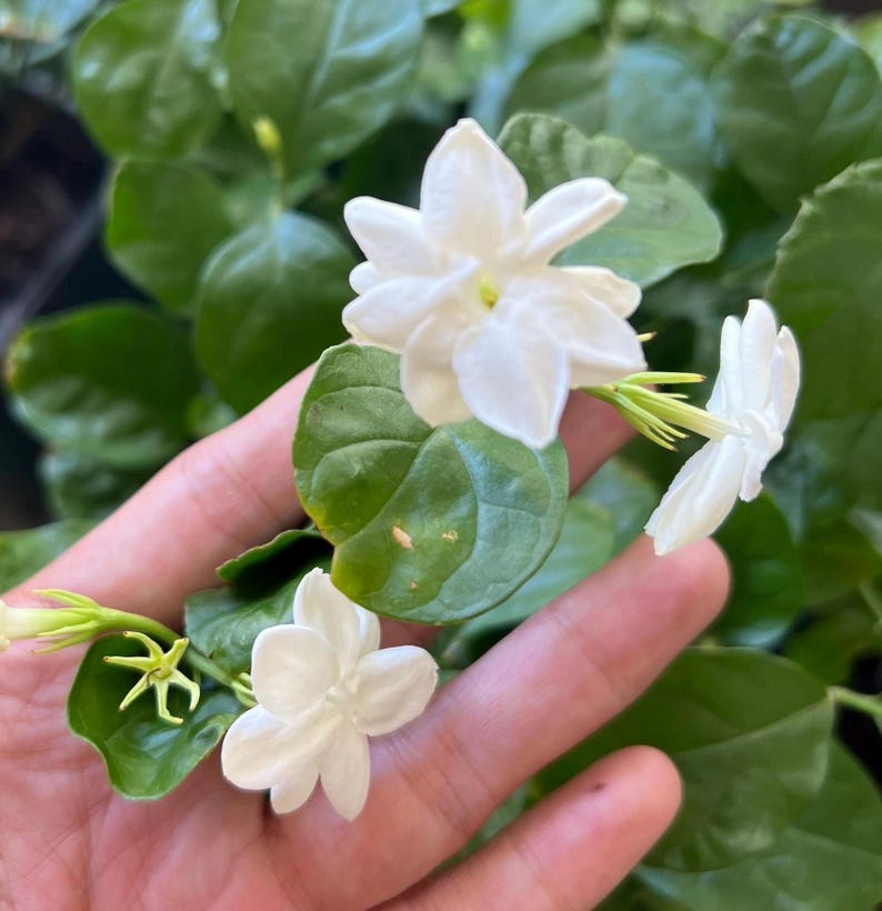 Jasmine Sambac Plant 6"-10" | Arabian Jasmine | Jasminum sambac | Fragrant Indoor Plant