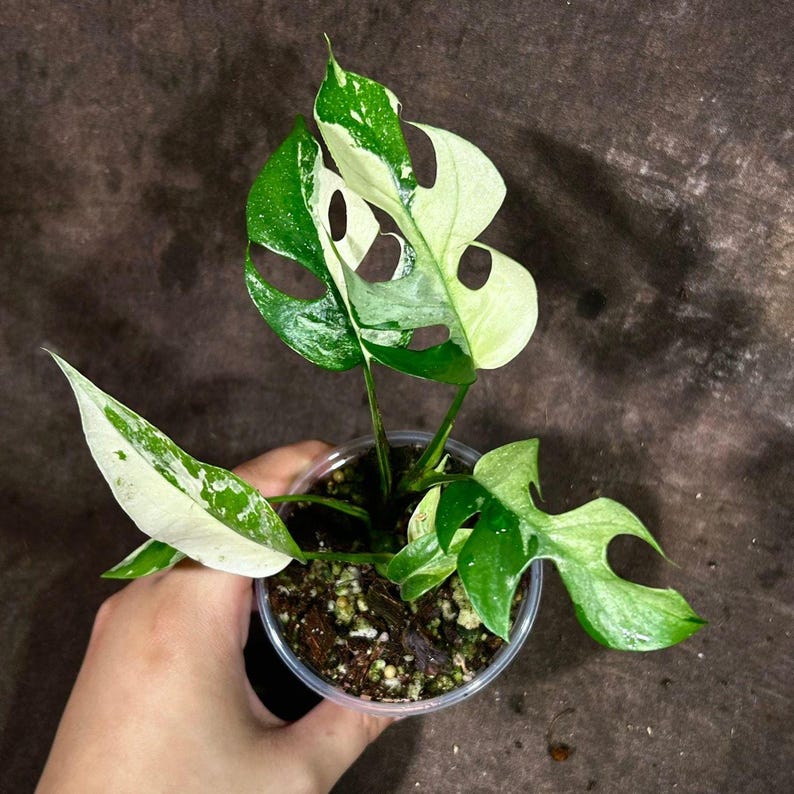 mini monstera variegated Rhaphidophora tetrasperma albo variegated (wk20-C)