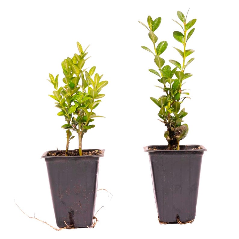 Green Mountain Boxwood Live Plant 2.5” Nursery Cube Buxus 'Green Mountain' Evergreen Shrub Bright Green Foliage