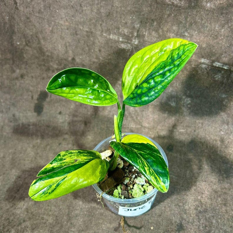 monstera plant air purifying Monstera Peru Variegated - Monstera Karstenianum - Grower’s Choice