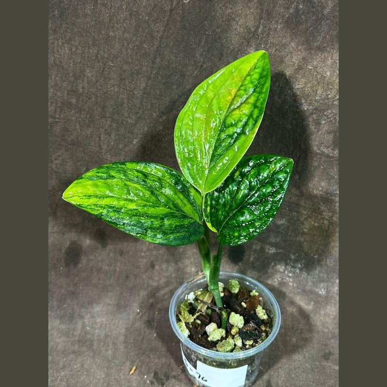 Variegated Monstera Peru Plant in Nursery Pot - Live Air Purifying Houseplant - Rare Collector's Plant - Monstera adansonii