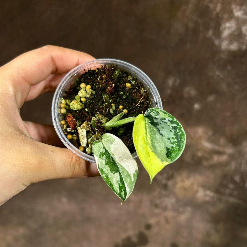 Scindapsus Mayari Variegated Plant in Nursery Pot | Silver Satin Pothos | Indoor Houseplant | Scindapsus pictus