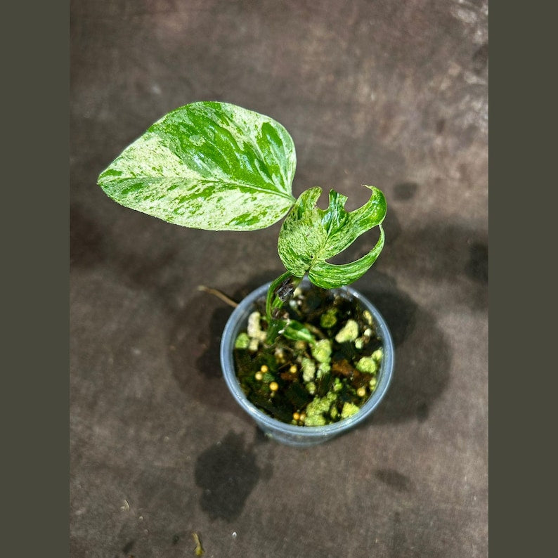 Rare Epipremnum Pinnatum Albo Variegated Plant in Nursery Pot - Indoor Tropical Plant - Epipremnum Pinnatum 'Albo'