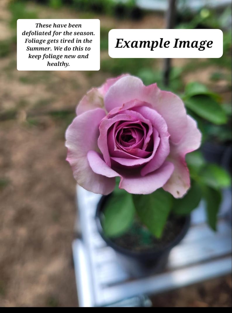 Climbing Rose Starter Plant, 3-6" Light Lavender Quicksilver, Rosa spp., Fragrant, Re-bloomer, Zones 5-9, Last Ones Until August