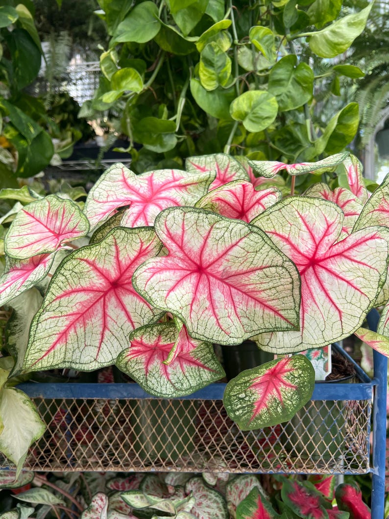 4” Caladium 'White Queen' Live Plant in Nursery Pot - Tropical Foliage, Indoor Plant, Houseplant, Caladium bicolor