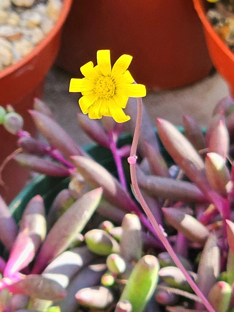 trailing succulent pink flowers Ruby Necklace Plant