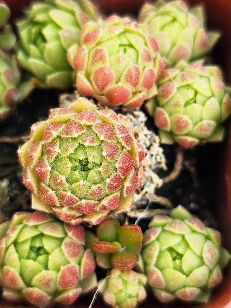 Mini Succulent Plant - Sempervivum Pink Nails - Live Potted Succulent - Unique Pink-Tipped Rosettes - Hardy Succulent Variety