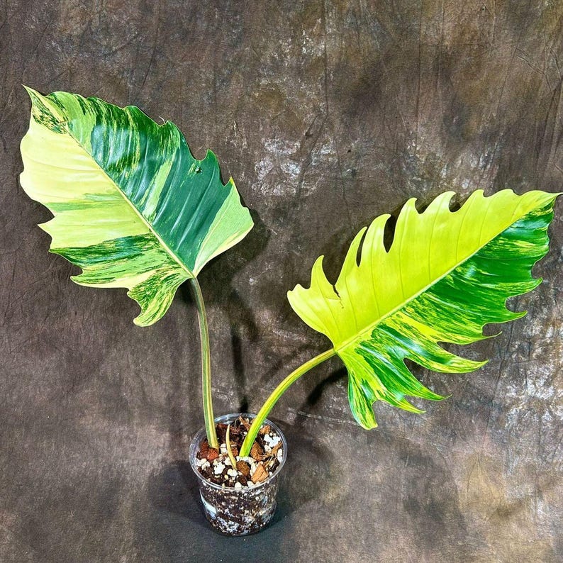 Super Rare Philodendron Caramel Marble Plant in Nursery Pot - Variegated Indoor Houseplant - Philodendron 'Caramel Marble'
