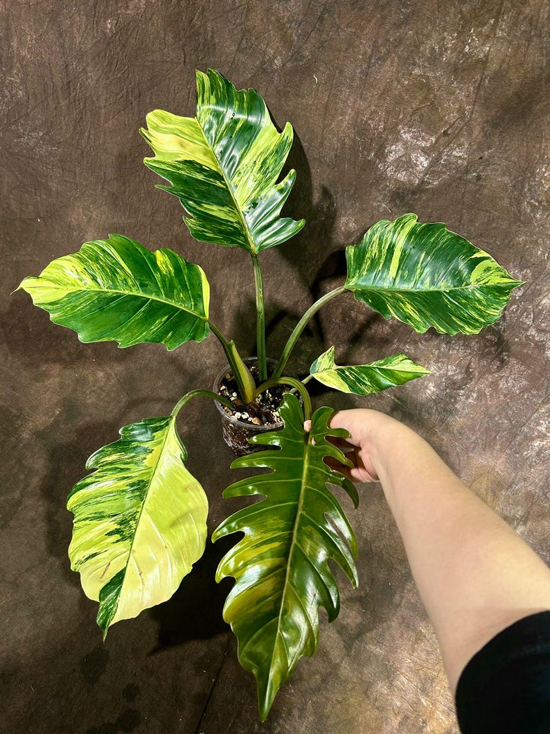 philodendron caramel marble variegated Variegated Philodendron Caramel Marble Plant in Nursery Pot - Rare Collector Indoor Houseplant