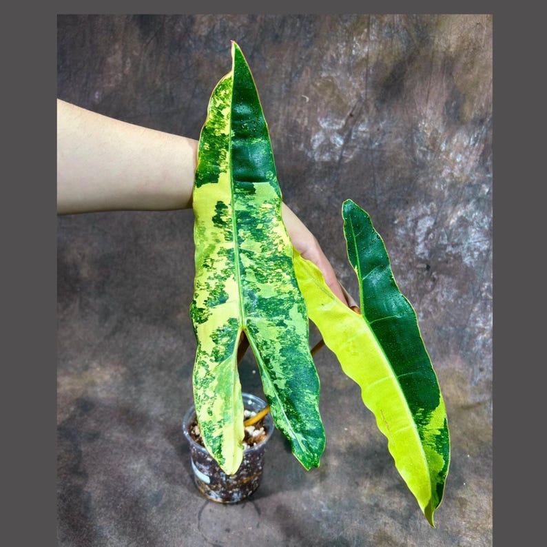variegated philodendron billietiae seeds Super Rare Philodendron Billietiae Variegated - Large Leaves - Tropical Collector Plant