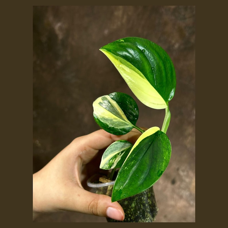 Monstera Standleyana Aurea Variegated | Grower’s Choice