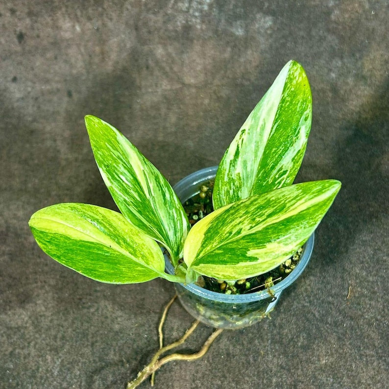 Variegated Monstera Standleyana Aurea Plant | Tropical Houseplant in  Nursery Pot | Monstera standleyana aurea