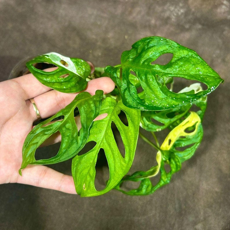 Variegated Monstera Adansonii Albo Potted Plant - Swiss Cheese Plant - Rare Indoor Houseplant - Unique Foliage - US Seller