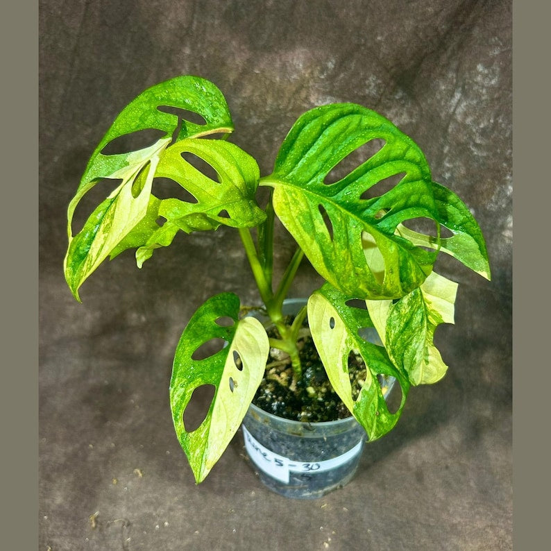 monstera adansonii variegata seeds Variegated Monstera Adansonii Aurea Plant - Premium Swiss Cheese Vine - Unique High Variegation - US Seller