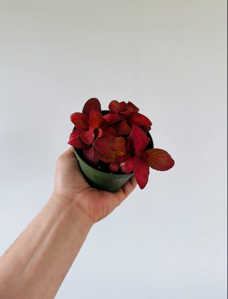 nerve plant seeds Fittonia Red Velvet Nerve Plant - 4” Live Houseplant - Easy Care for Beginners