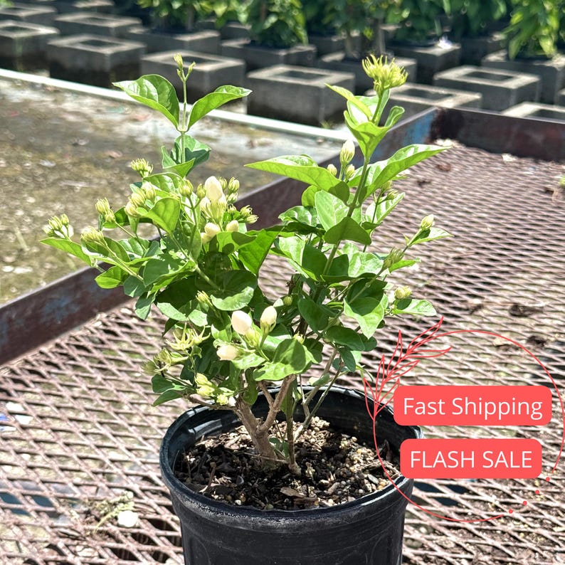 indoor jasmine plants for sale Jasmine Live Plant 1 Gallon | Arabian Sambac Jasmine | Indoor Outdoor Houseplant | Aromatic Garden Plant