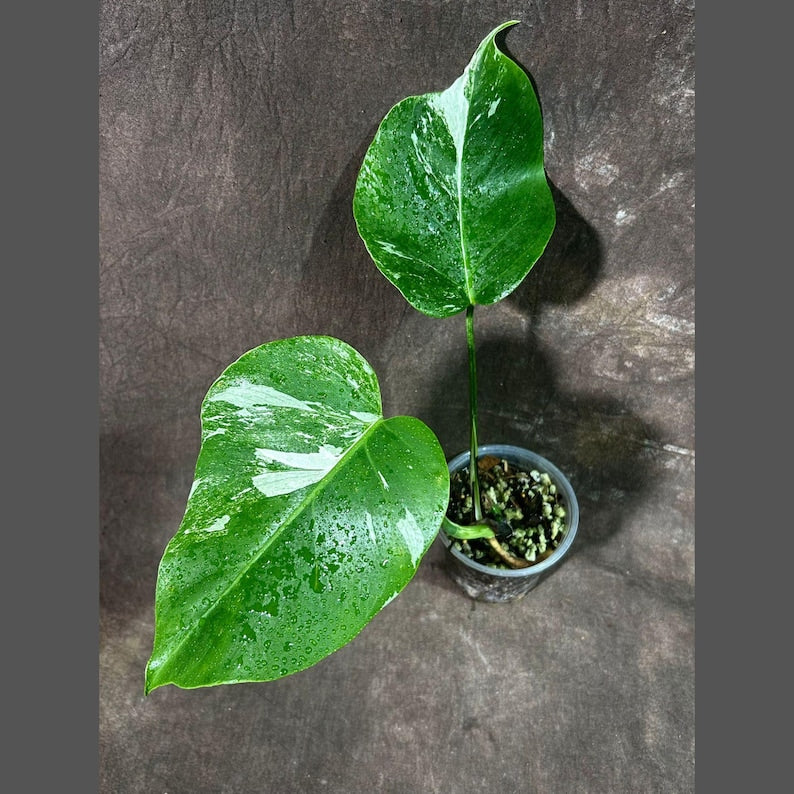 rare monstera Variegated Monstera Albo Plant - Rare White Monstera Borsigiana - Indoor Houseplant - Exact Plant - US Seller
