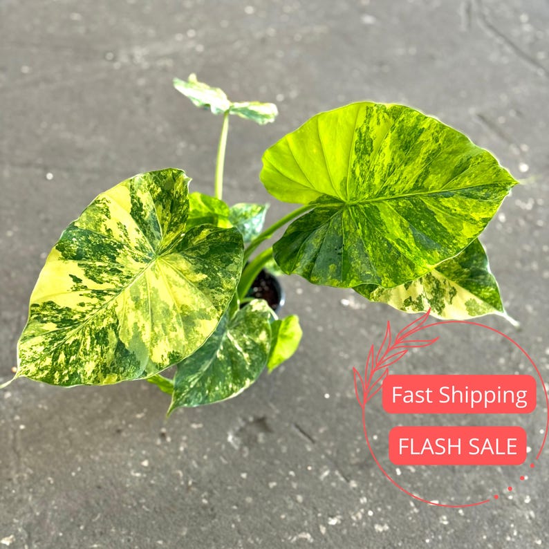 Alocasia Gageana Aurea Live Plant 4" Pot Variegated Tropical Houseplant Alocasia Gageana Easy Care Indoor Outdoor Gift