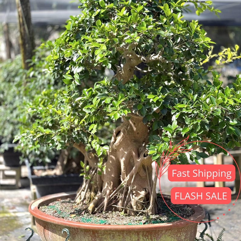 Barbados Cherry Bonsai Tree Live Plant | 3.5" Pot | Malpighia Glabra | Indoor Outdoor Garden Houseplant Starter Plant