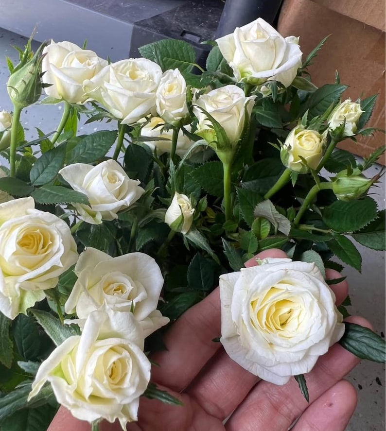 mini indoor rose plant Mini Rose Plant 4"-8" White Mix Rosa spp