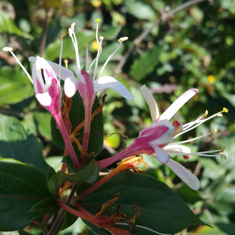 Cabernet Burgundy Leaf Honeysuckle Vine Live Plant - Lonicera Purpurea - Fragrant White Pink Flowers - 4 Inch Starter Size