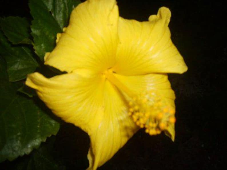 Tropical Hibiscus Plant 4 Inch Pot Fort Myers Yellow Hibiscus rosa-sinensis Well-Rooted Starter Plant with Single Flowers