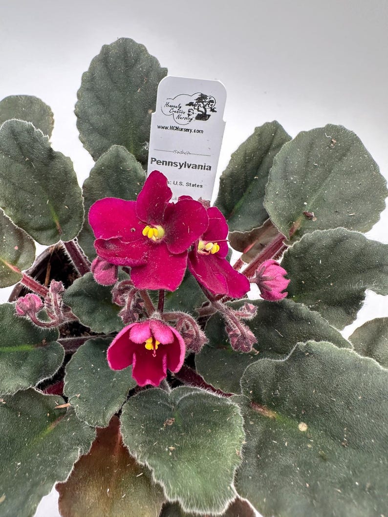 Live African Violet Plant 4" - Pennsylvania Series - Vibrant Blooms, Fuzzy Leaves - Saintpaulia