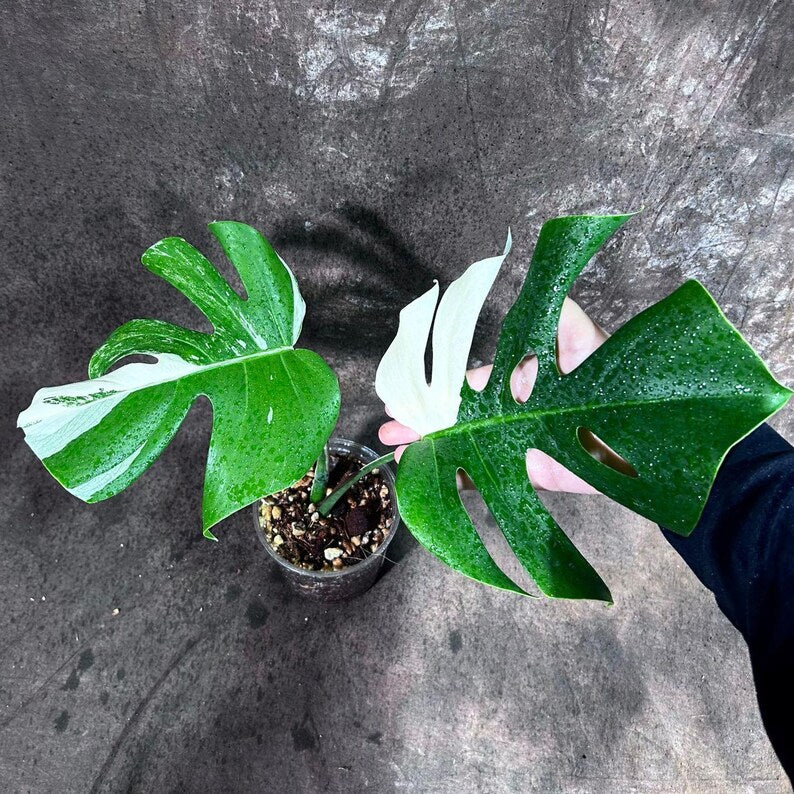 philodendron golden princess Philodendron Golden Violin