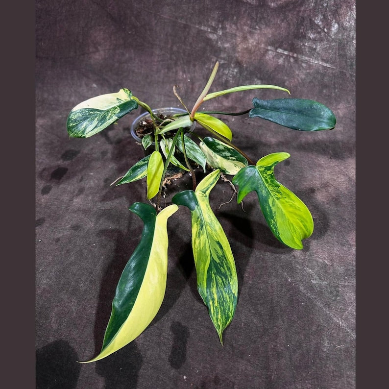 horsehead philodendron bipennifolium Variegated Philodendron Bipennifolium Plant in Nursery Pot - Rare Horsehead Plant - Philodendron bipennifolium