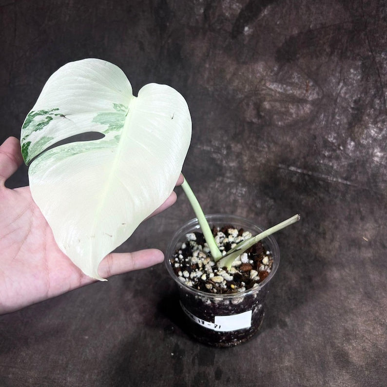 Variegated Monstera Albo Plant - Rare White Borsigiana - Indoor Houseplant  - Exact Plant - Monstera Albo Borsigiana