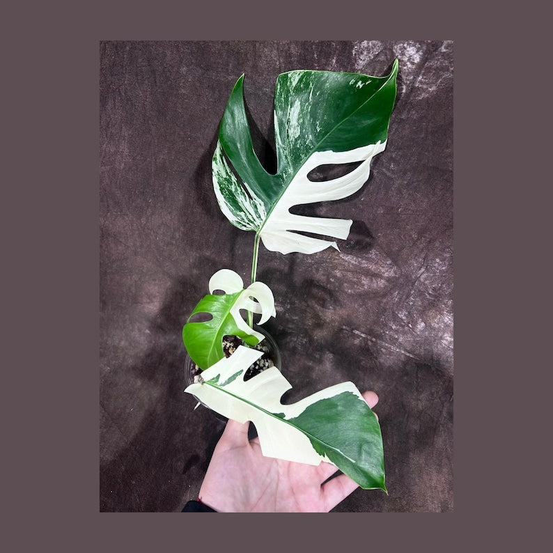 Variegated Monstera Albo Plant - Rare White Monstera Borsigiana - Exact  Plant - Indoor Houseplant - US Seller