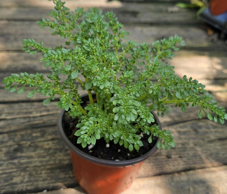 artillery plant indoors Artillery Plant 2-4 in Pilea microphylla Green Foliage Indoor Houseplant