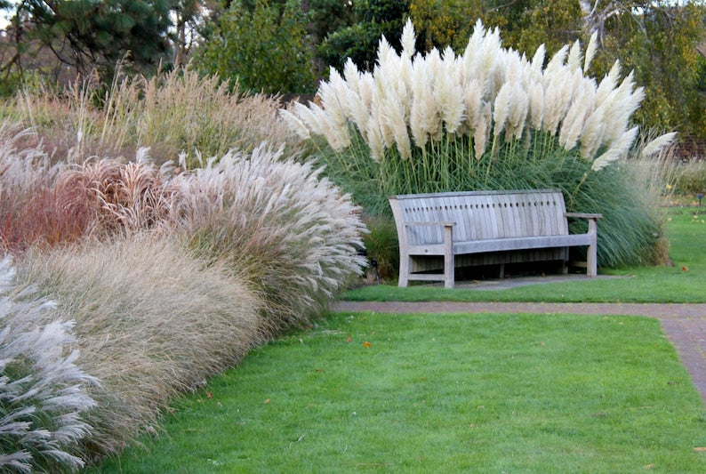 White Pampas Grass Plant - Fast Growing Ornamental with Feathery Blooms - Cortaderia selloana - Drought Tolerant Garden Decor