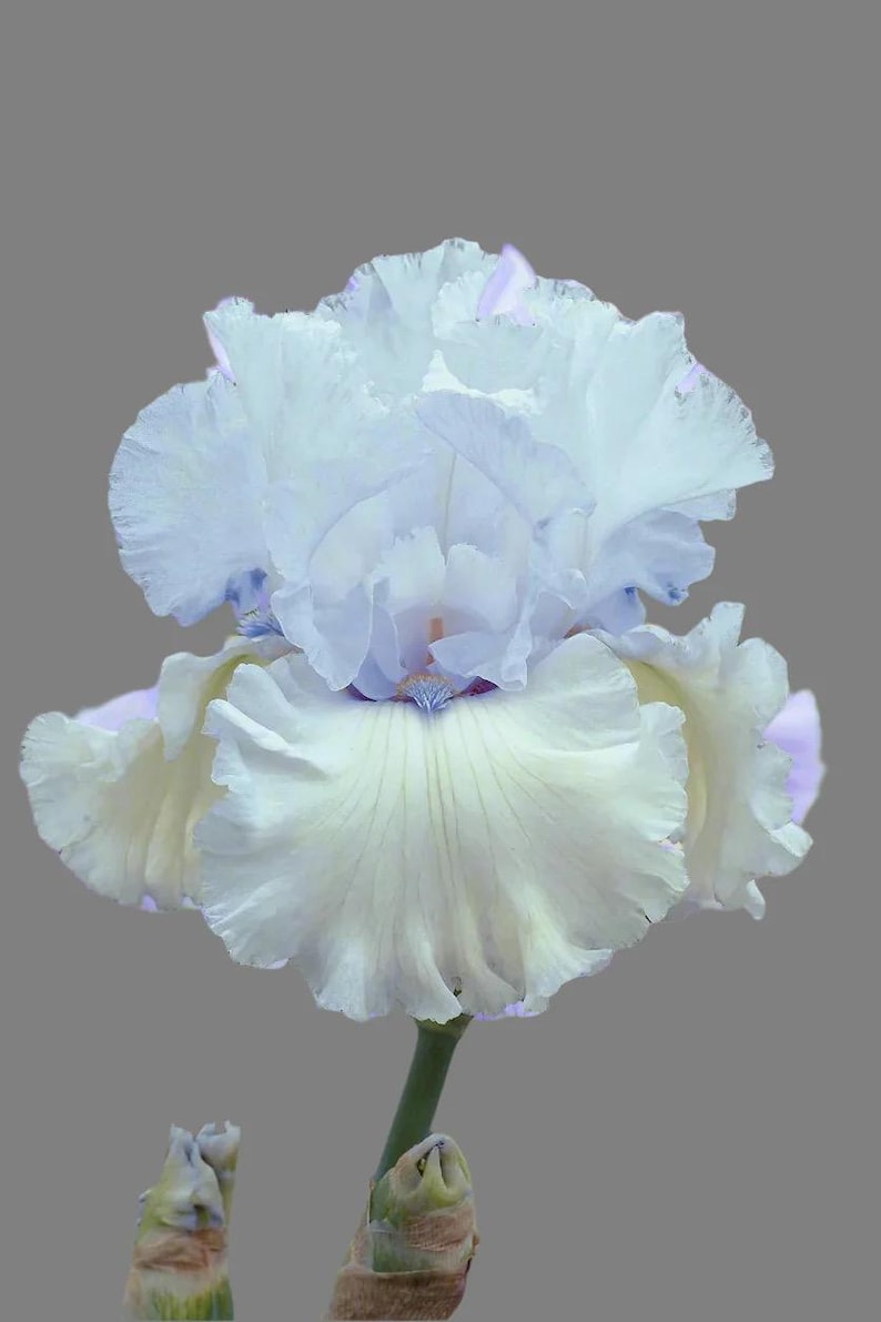Tall Bearded Iris Rhizome - Chinook Winds - Blue and Lavender - Iris germanica - Fall Preorder, Ships Mid-Late September 2025