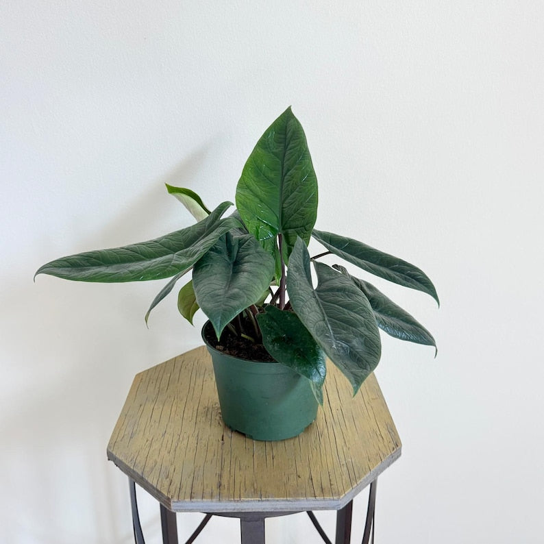 LIVE 6 Inch Alocasia Scalprum, Rare Houseplant, Elegant Indoor Plant, Perfect Gift for Gardening Enthusiasts
