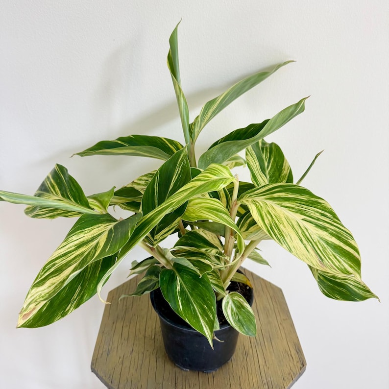 LIVE 6 Inch Variegated Shell Ginger Plant, Alpinia Zerumbet, Rare Indoor Houseplant, Unique Gift for Plant Lovers