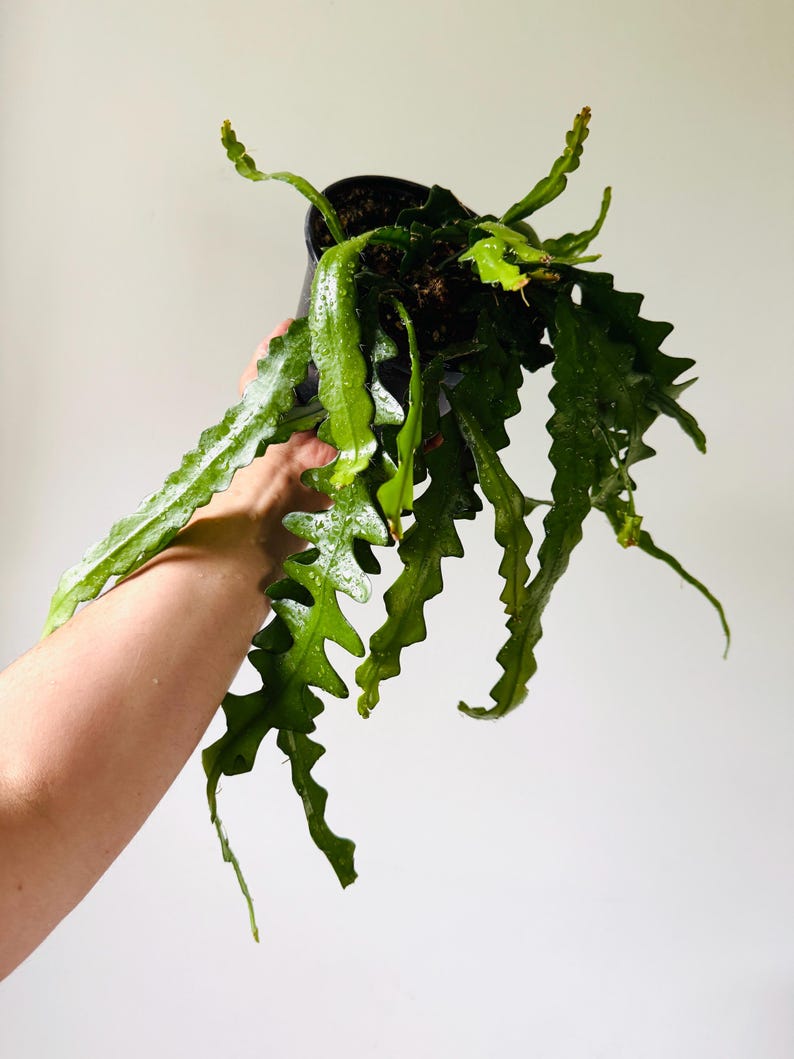 Fishbone Cactus Live Plant 6” Pot Epiphyllum anguliger Tropical Cactus Bohemian Decor Low Maintenance Indoor Plant
