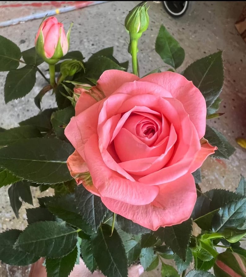 Pink Mini Rose Starter Live Plant, 3"-6" Tall, Colorful Blooms, Rosa spp.