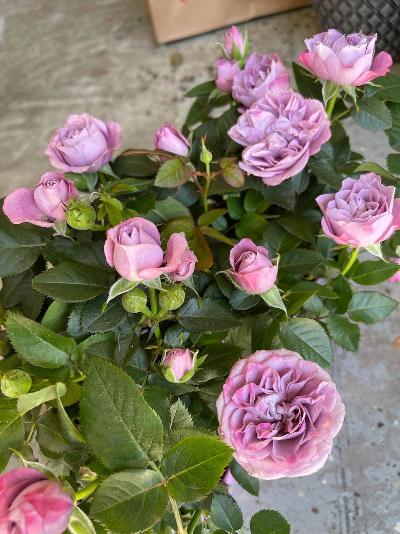 Purple Mini Rose Starter Live Plant - 3”-6” - Rosa 'Miniature' - Perfect for Gardens & Indoor Decor
