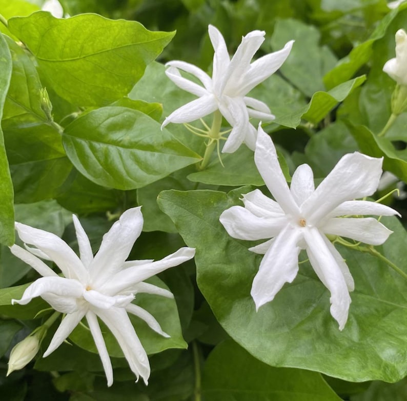 Jasmine Live Plant Starter 3"-6" Belle of India Jasminum sambac