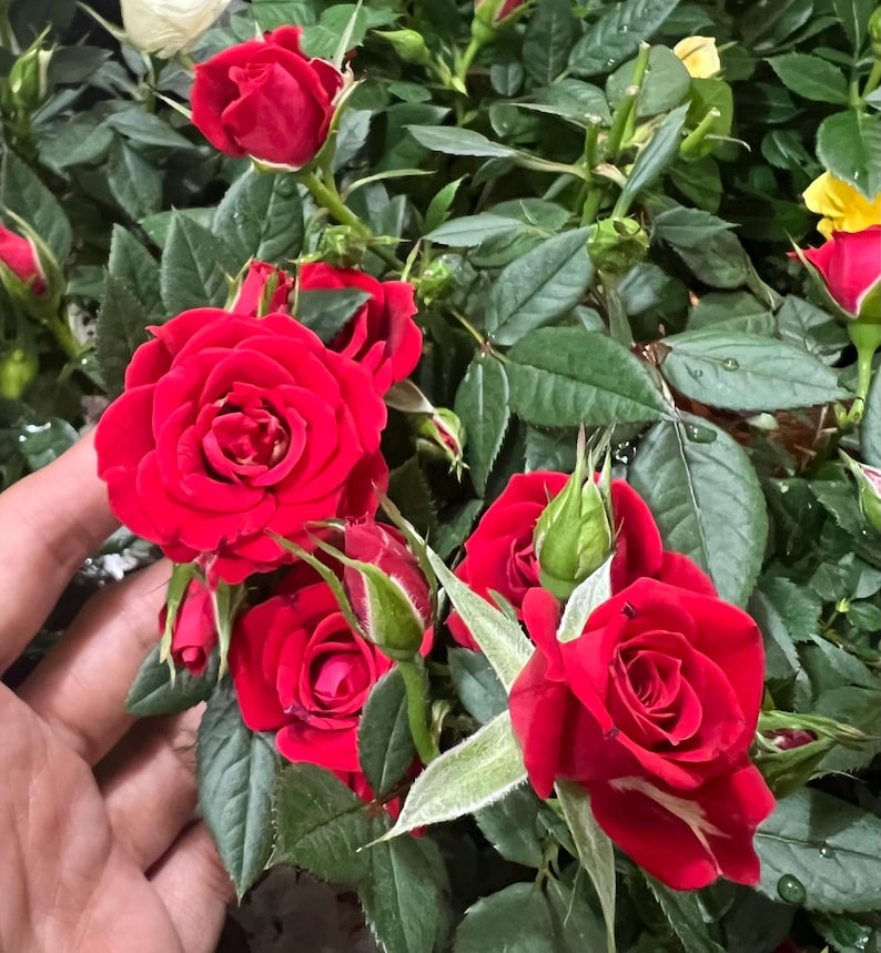 Red Mini Rose Starter Live Plant - 3"-6" - Rosa spp. - Perfect for Indoor or Outdoor Gardens