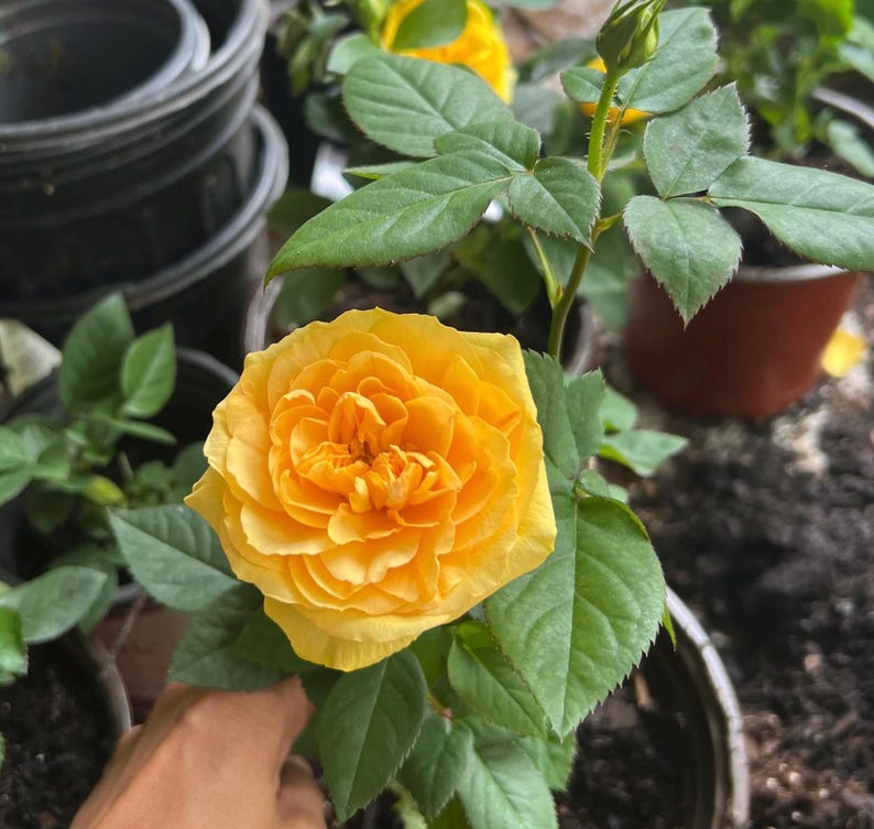 Yellow Mini Rose Plant Starter - 3"-6" Live Yellow Rose - Perfect for Gardens (Rosa spp.)