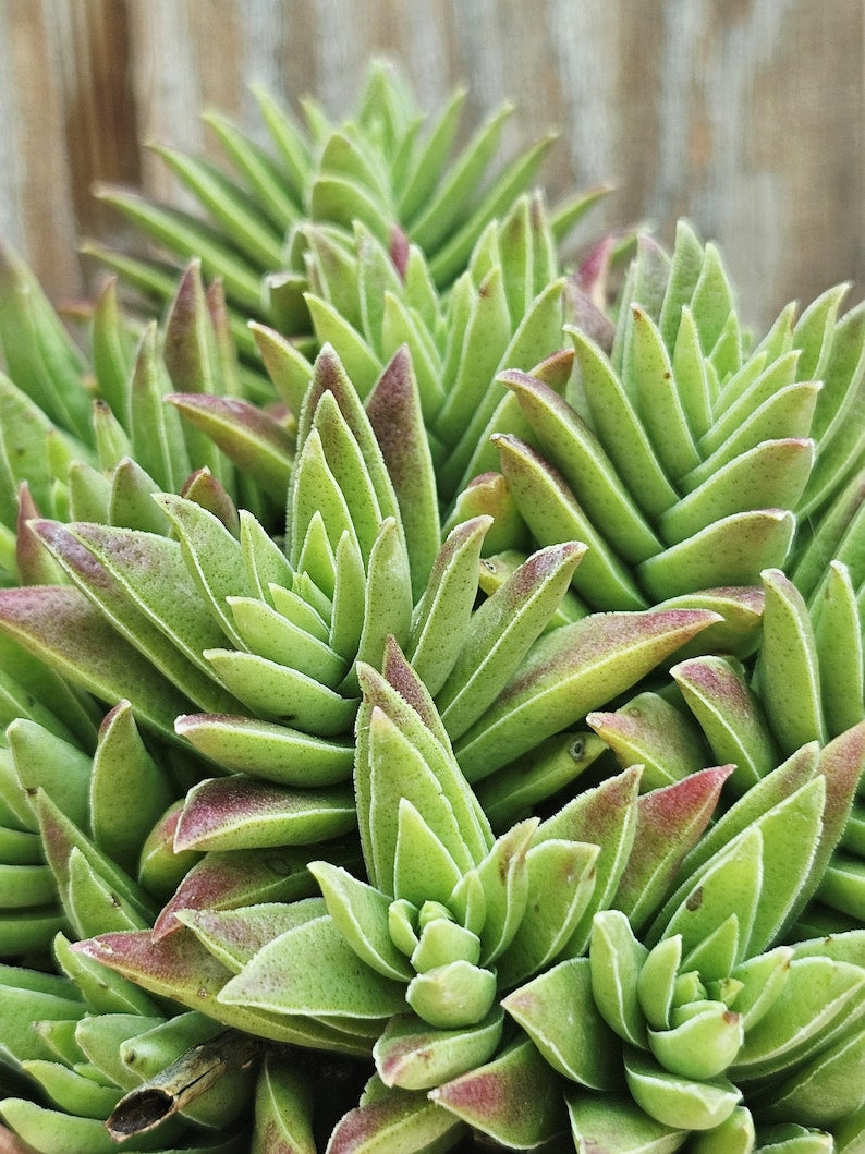 Crassula Pagoda Succulent Plant - 4 Inch Easy Care Rare Succulent, Drought Tolerant, Crassula Falcata