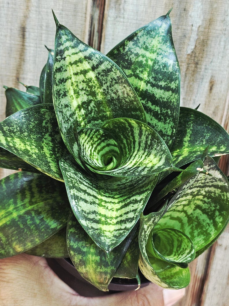 compact snake plant Sansevieria Star Hahnii 'Tiger' Potted Plant | Rare Snake Plant | Compact Houseplant