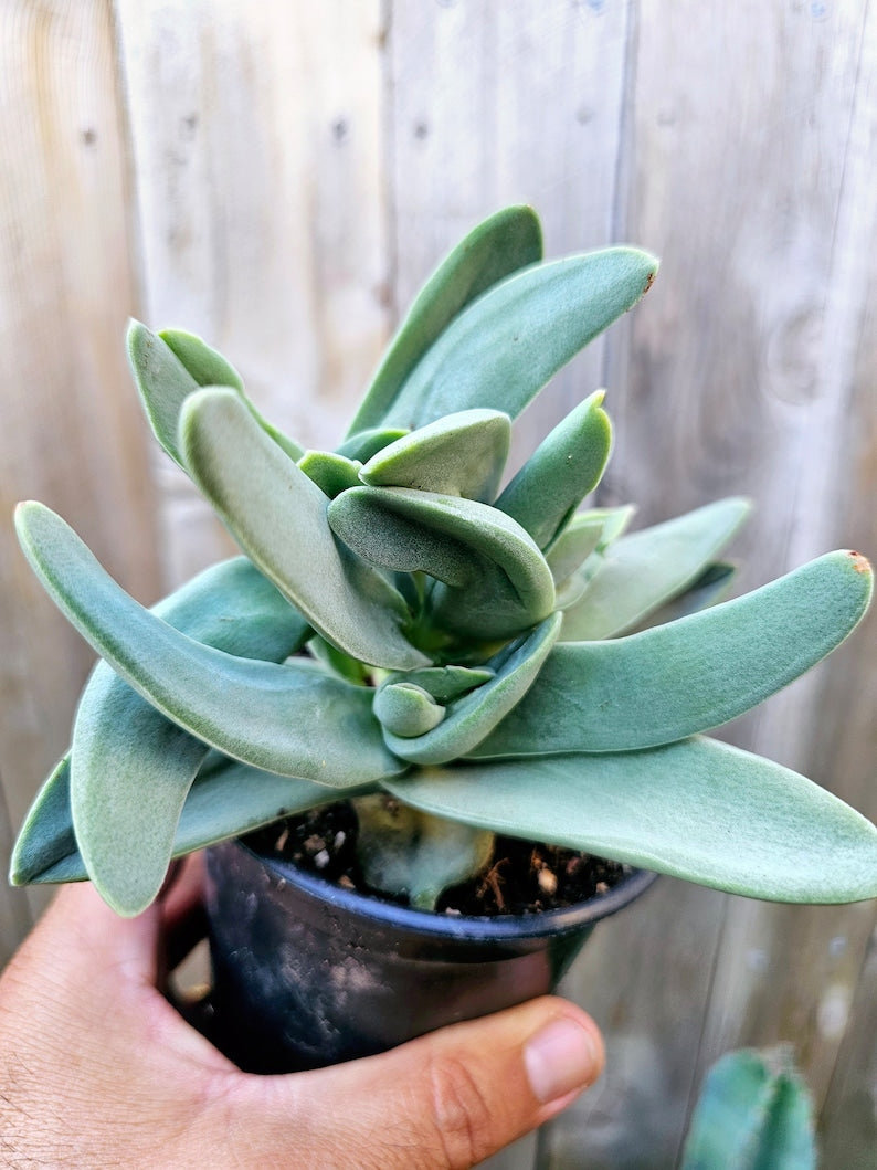 airplane plant succulent Crassula Faltaca Airplane Plant