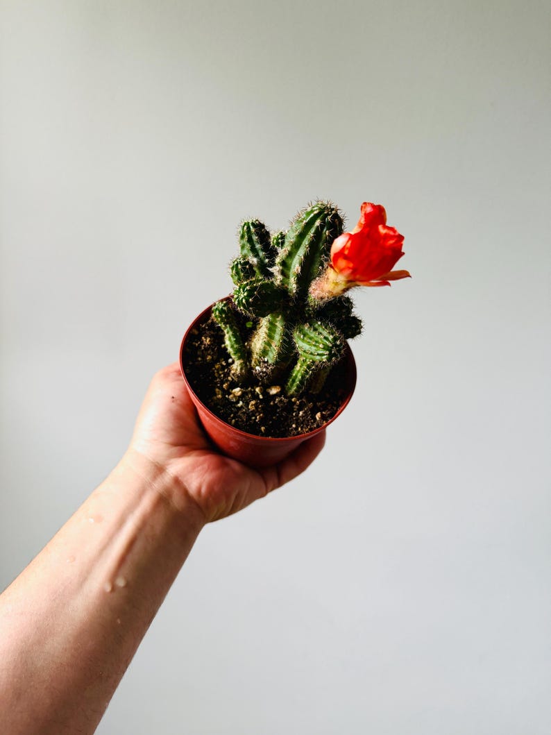 Peanut Cactus Plant in 4” Pot - Trailing Cactus - Easy Care Live Houseplant - Perfect for Boho Decor - Echinopsis spp.