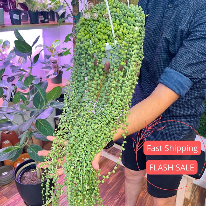 String of Pearls Plant 6" Rare Indoor Succulent | Senecio Rowleyanus | Unique Cacti Gift for Plant Lovers